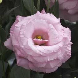 ����  ������� ��������������� ����� III ���� ���� (1��-100�����) ���������������� ������, ������ �� 1440 ���