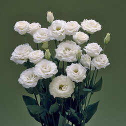 ����  ������� ��������������� ������� II ���� (1��-100�����) ���������������� ������, ������ �� 1936 ���