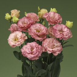 ����  ������� ��������������� ������� III ������� (1��-100�����) ���������������� ������, ������ �� 1936 ���