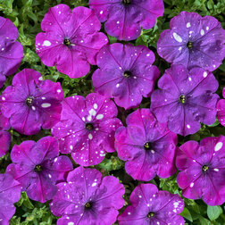 ����  ������� ����������� ��� ���� ���� ������ (1��-100�����) ���������������� ������, ������ �� 560 ���