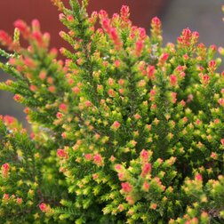 ����  ������ ������������ ������ ���, ������ �� 799 ���