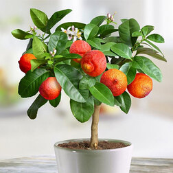 ����  ������ ������� �����, ������ �� 1411 ���