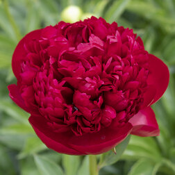 ����  ����� ���������������� ������� ������, ������ �� 2337 ���