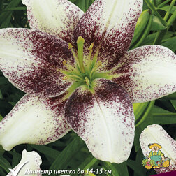 ����  ����� ��������� ��� ����, ������ �� 462 ���