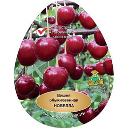 ����  ����� �������, ������ �� 486 ���