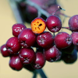 ����  ������ ��������� (������ ������ ������������) (� �����), ������ �� 783 ���