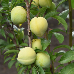 ����  ����� ������� (�����) ������������� ��������� (������ �����) (� �����), ������ �� 819 ���