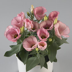 ����  ������� ������ ���� (1��-100�����) ���������������� ������, ������ �� 960 ���