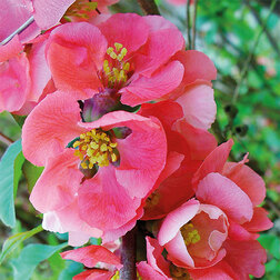 ����  ���� ������������ ���� ����, ������ �� 586 ���