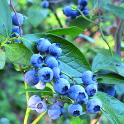 ����  �������� ������������ �������, ������ �� 539 ���