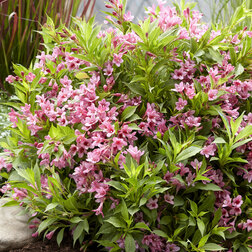 ����  ������� �������� ��������� ���� (����� �����), ������ �� 731 ���