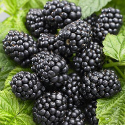 ����  ������� ������ (���������), ������ �� 479 ���