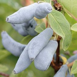 ����  ��������� ��������� �������, ������ �� 349 ���