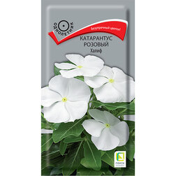 ����  ���������� ������� �����, ������ �� 35 ���