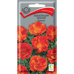 ����  ��������� ������ �������, ������ �� 35 ���