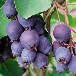 ����  ���� ���������, ������ �� 369 ���