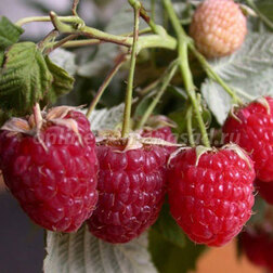 ����  ������� ������ ������������ ������������ ����, ������ �� 269 ���