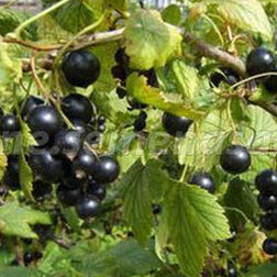 ����  ��������� ������ ���������, ������ �� 259 ���