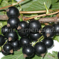 ����  ��������� ������ ������������� �������, ������ �� 249 ���