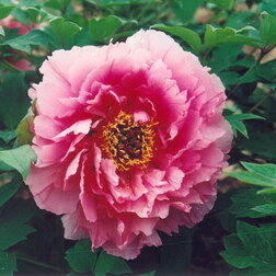 ����  ���� ����������� ������� �����, ������ �� 731 ���