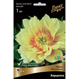 ����  ���� ���-������ �������� (2-3 �����), ������ �� 2125 ���