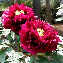 ����  ���� ����������� ��� � ������� ������, ������ �� 731 ���