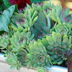 ����  �������� ����� ���� (1��-1000 �����) ���������������� ������, ������ �� 6720 ���