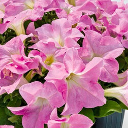 ����  ������� ����������� ������� ��� �� ���� ���� (1��-1000�����) ���������������� ������, ������ �� 2960 ���