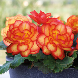 ����  ������� ��������� ������� ���� (1��-100�����) ���������������� ������, ������ �� 880 ���