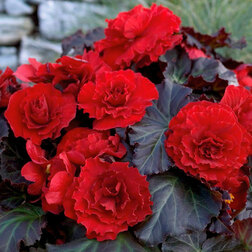 ����  ������� ��������� ������� ����� ��� ��� (1��-100 �����) ���������������� ������, ������ �� 880 ���