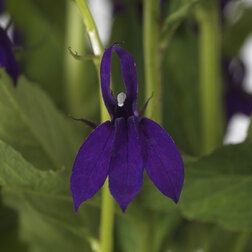 ����  ������� ���������� ������� ��� (1��-100 �����) ���������������� ������, ������ �� 1408 ���