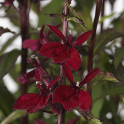 ����  ������� ���������� ������� �������� (1��-100 �����) ���������������� ������, ������ �� 1600 ���