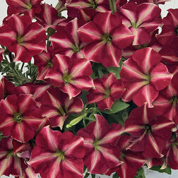 ����  ������� ����������� �������� �������� ����� (1��-250�����) ���������������� ������, ������ �� 2480 ���