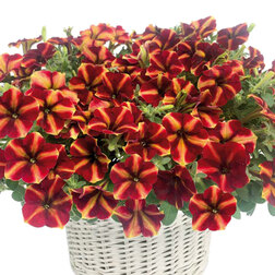 ����  ������� ����������� ��� ���� ����� ����� ��� (��-100�����) ���������������� ������, ������ �� 976 ���