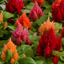 ����  ������� �������� ��� ���� ���� (1��-1000�����) ���������������� ������, ������ �� 2112 ���