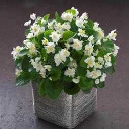 ����  ������� ������������� �������� ����� ���� (��-1000�����) ���������������� ������, ������ �� 8800 ���