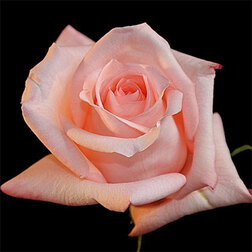 ����  ���� �����-��������� ����������, ������ �� 499 ���