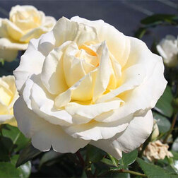 ����  ���� �����-��������� �� �����, ������ �� 499 ���