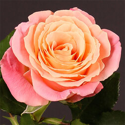 ����  ���� �����-��������� ���� �����, ������ �� 499 ���