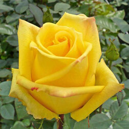 ����  ���� �����-��������� ������, ������ �� 499 ���