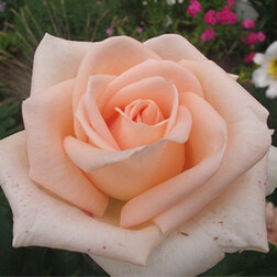 ����  ���� �����-��������� ������, ������ �� 499 ���