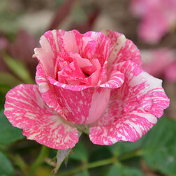 ����  ���� �����-��������� ���� �������, ������ �� 499 ���