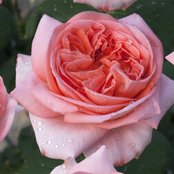 ����  ���� �����-��������� ���� �������, ������ �� 499 ���