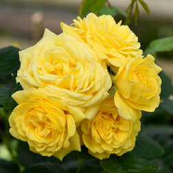 ����  ���� �������� ���� ������, ������ �� 549 ���