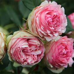 ����  ���� �������� Ը�� ����, ������ �� 549 ���