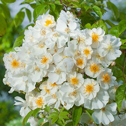 ����  ���� ��������� ������ ����� ������, ������ �� 1099 ���