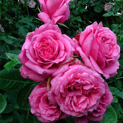 ����  ���� ��������� ��������, ������ �� 619 ���