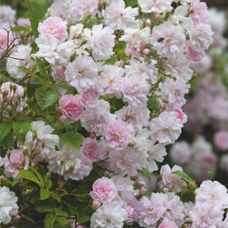 ����  ���� ��������� ������ ���� ��������� ����, ������ �� 1099 ���