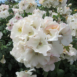 ����  ���� ��������� ������ ����� �����, ������ �� 939 ���