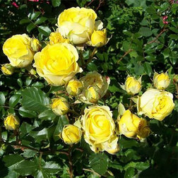 ����  ���� ����� (�����������) ��� ����, ������ �� 429 ���